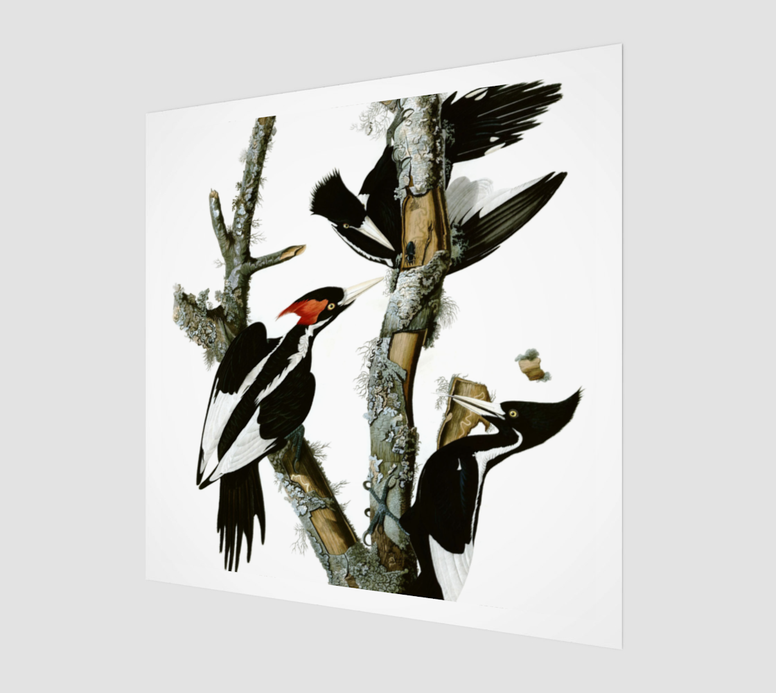 Woodpecker by John James Audubon
